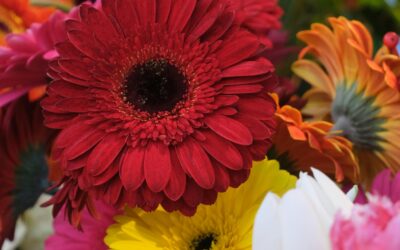 Flower Wholesale 25M+